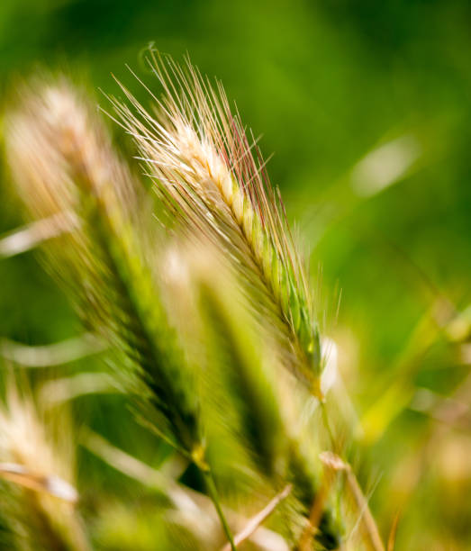 istock Ears of corn on green grass in nature 820741504