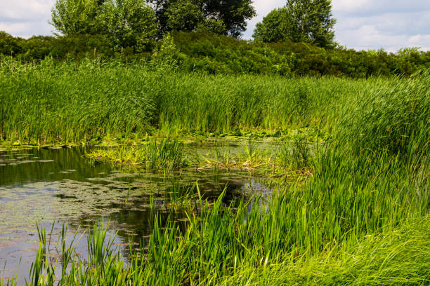 istock Swampy river overgrown with water plants 820741766