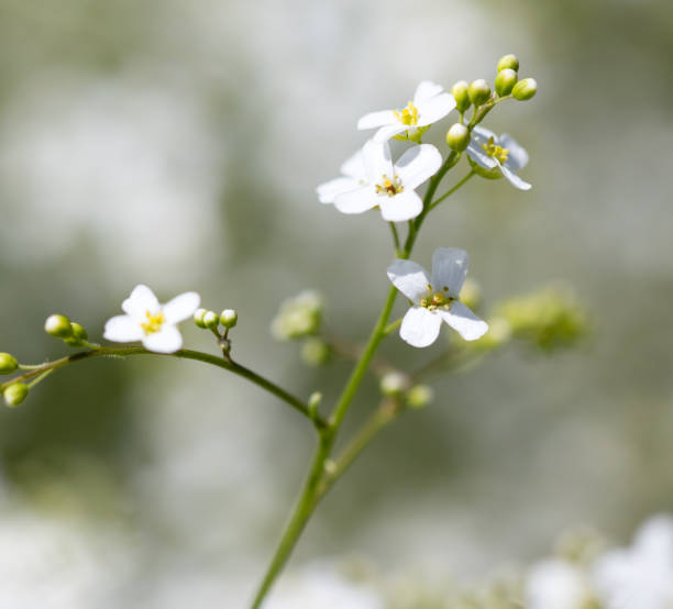 istock Small white flowers on the nature 820742052