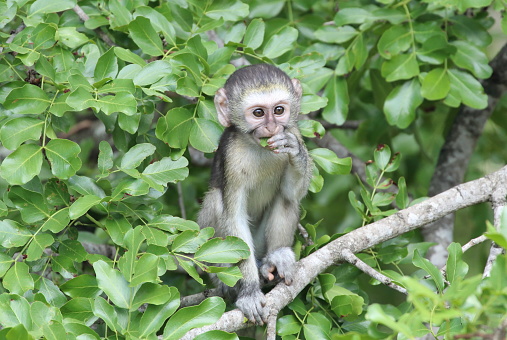 A vervet monkey (Chlorocebus pygerythrus) baby has stuck its head through a tree full of leaves to stare out curiously whilst sitting on a branch and eating one of the leaves.  The photo is taken in Kruger National Park, South Africa and the green leaves of the tree make up the background.
