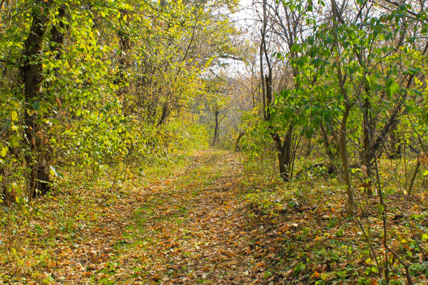 istock Dirty rural road in the forest on autumn 820744138