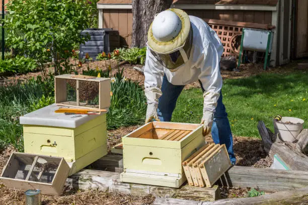 A beekeeper installs a new package of bees in a hive