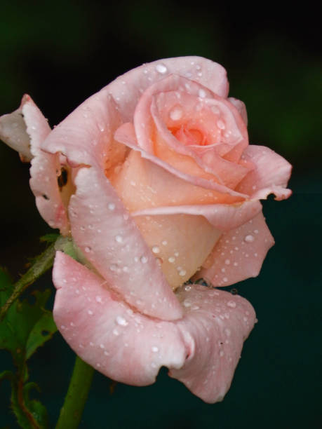 istock Pink rose Rain Drops Vasteras 820746994