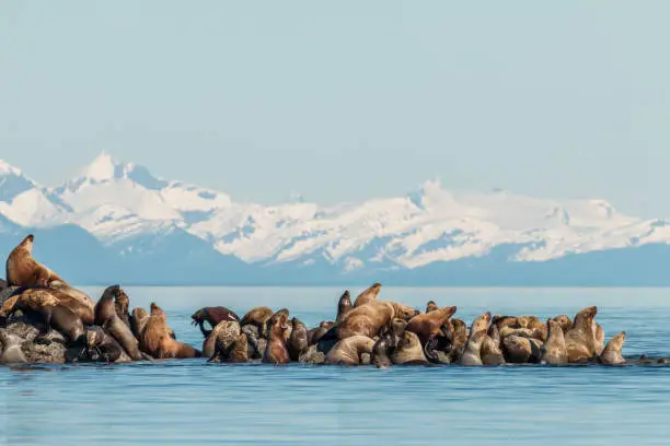 Steller's sea lions hauled out in Frederick Sound, Alaska