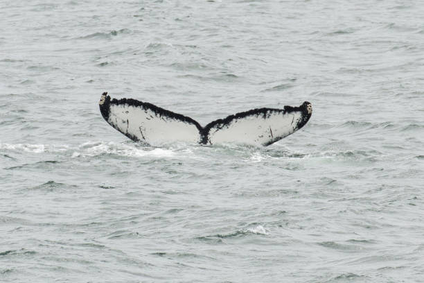 istock Humpback Whale fluke in Southeast Alaska 820752378