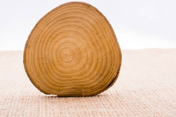istock Small piece of cut wood logs 820752572