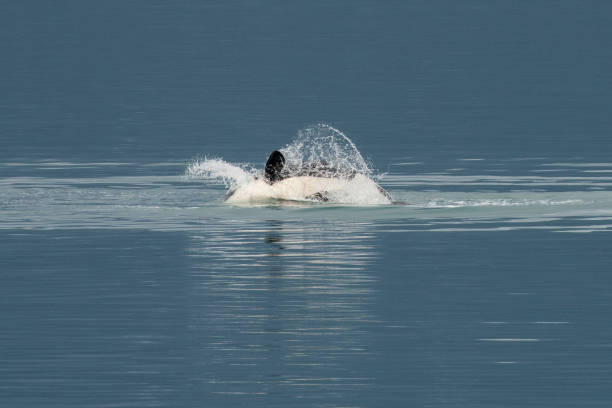 istock Orca breaching in Glacier Bay National Park, Alaska 820752928