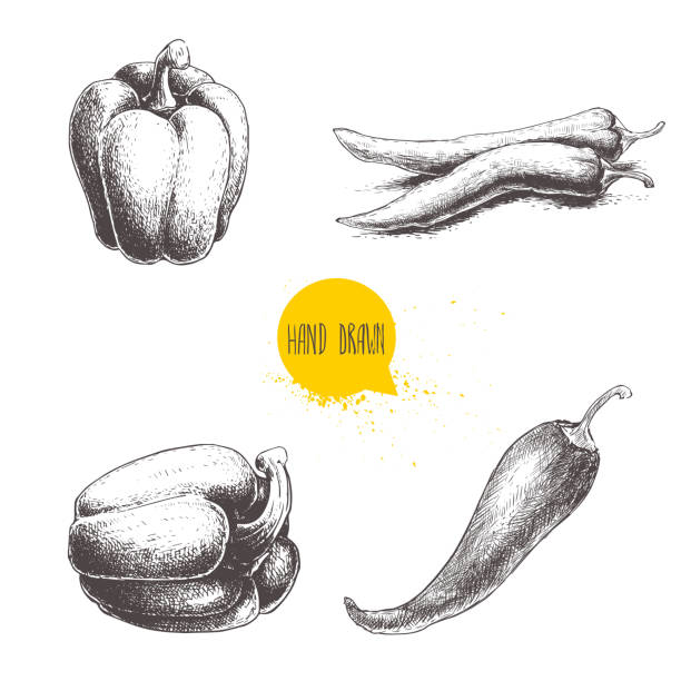 ilustrações de stock, clip art, desenhos animados e ícones de hand drawn sketch collection of different types of pepper. bell sweet pepper and red hot chili peppers. vintage market fresh vegetables set isolated on white background. spicy food. - green bell pepper illustrations