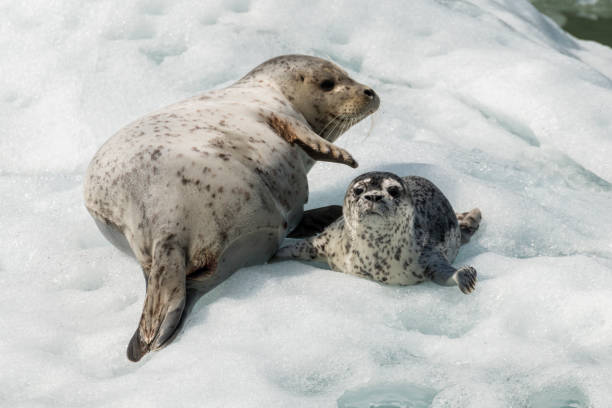 istock Harbor seal mother and pup 820755024