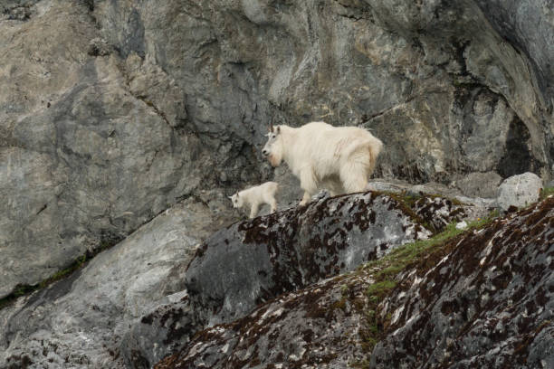 istock Mountain goat nanny and kid 820756892