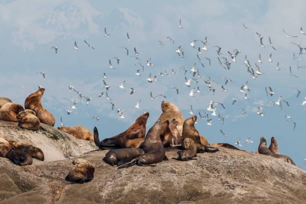 Steller's Sea Lions relaxing stock photo