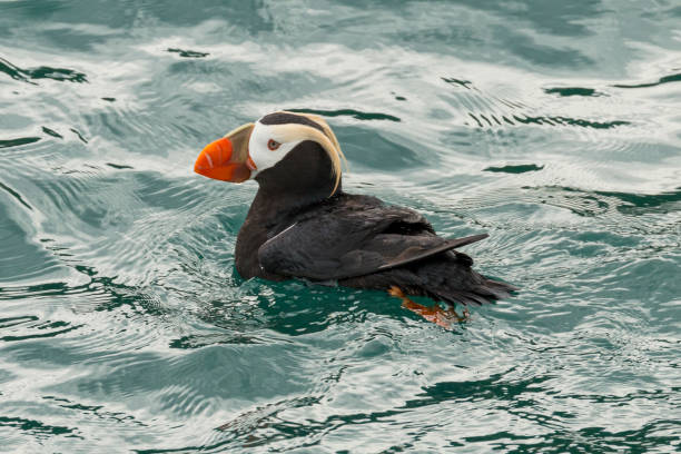 Tufted Puffin stock photo