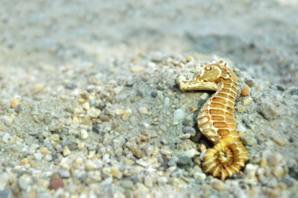 istock Beach background with seahorse on the sand 820767454