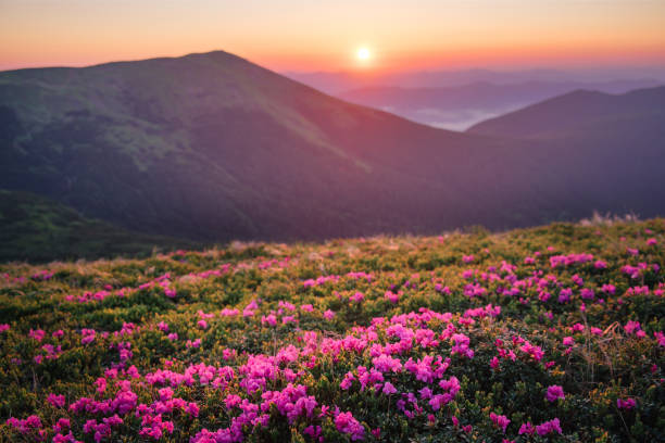 istock Beautiful mountain landscape with blossoming rhododendron flowers 820773776