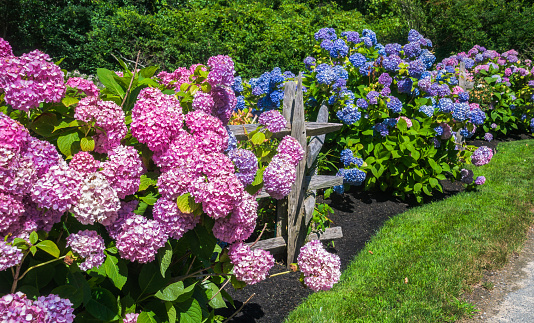 Massive hydrangea flowers of pink and blue grow in profusion alond a split rail fence on Cape Cod.