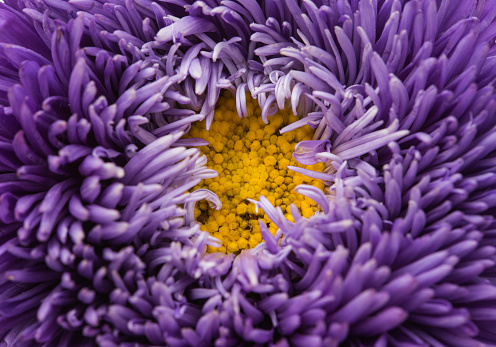 purple aster close-up