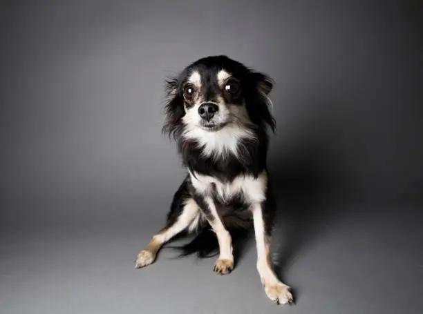 Front view of "Chrissy," a Chihuahua-Papillon mix looking at the camera on a dark background.  By using this photo, you are supporting the Amanda Foundation, a nonprofit organization that is dedicated to helping homeless animals find permanent loving homes.