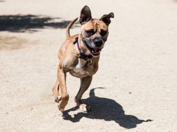 istock Three-legged Boxer Mix Running at a Park - The Amanda Collection 820784158