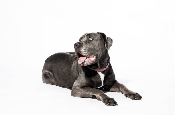 Female Neapolitan Mastiff Mix Lying Down - The Amanda Collection "Marie," a female Neapolitan Mastiff mix lying down looking away on a white background. By using this photo, you are supporting the Amanda Foundation, a nonprofit organization that is dedicated to helping homeless animals find permanent loving homes. huge black dog stock pictures, royalty-free photos & images