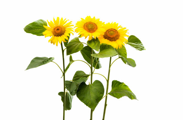 istock Flower of sunflower isolated 820785262