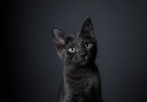 gatito negro impresionante - kitten color image cute feline fotografías e imágenes de stock