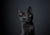 Stunning Black Kitten - The Amanda Collection