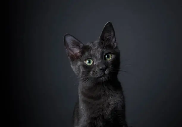 Portrait of "Lilly," a black kitten looking at the camera on a dark background.  By using this photo, you are supporting the Amanda Foundation, a nonprofit organization that is dedicated to helping homeless animals find permanent loving homes.