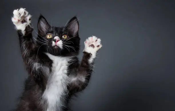 Portrait of "Yin," a black and white medium-haired kitten trying to play catch on a dark background.   By using this photo, you are supporting the Amanda Foundation, a nonprofit organization that is dedicated to helping homeless animals find permanent loving homes.