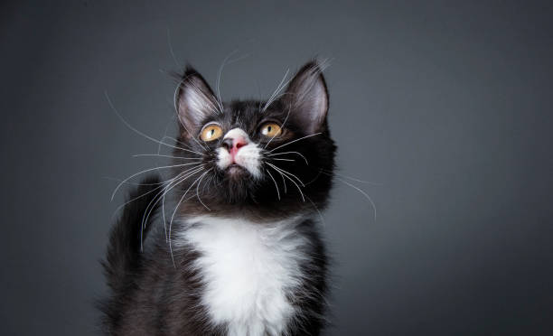 istock Black and White Kitten - The Amanda Collection 820785820