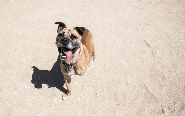 perro sonriente de trípode - boxer perro fotografías e imágenes de stock