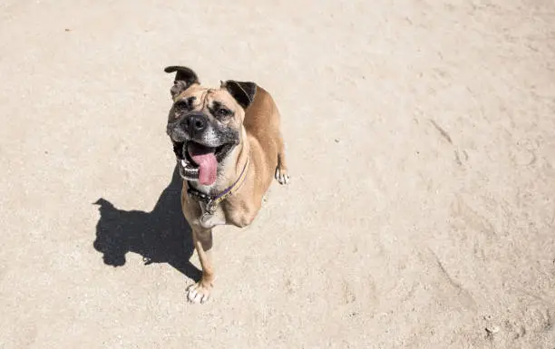 Photo of Smiling three-legged Boxer mix at a dog park. - The Amanda Collection