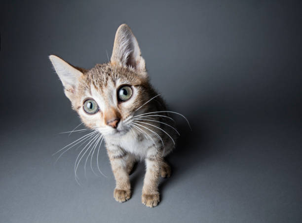 istock Big-eyed Tabby Kitten - The Amanda Collection 820786658