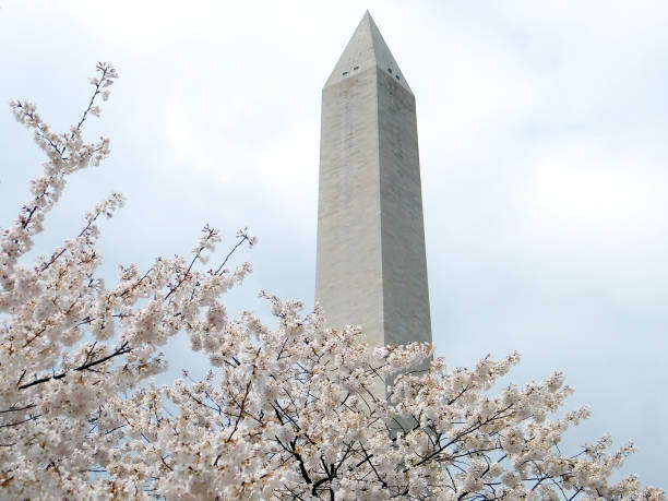 istock Washington Cherry Blossoms and Washington Monument 2011 820787336