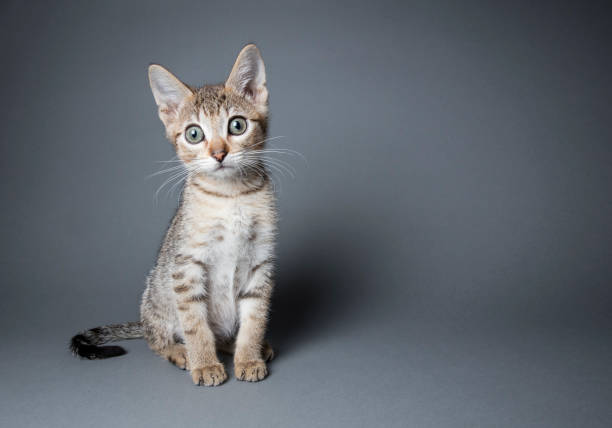 Adorable Tabby Kitten - The Amanda Collection Portrait of "Bruce Lee," a tabby kitten sitting and looking at the camera on a gray background.  By using this photo, you are supporting the Amanda Foundation, a nonprofit organization that is dedicated to helping homeless animals find permanent loving homes. tabby cat stock pictures, royalty-free photos & images