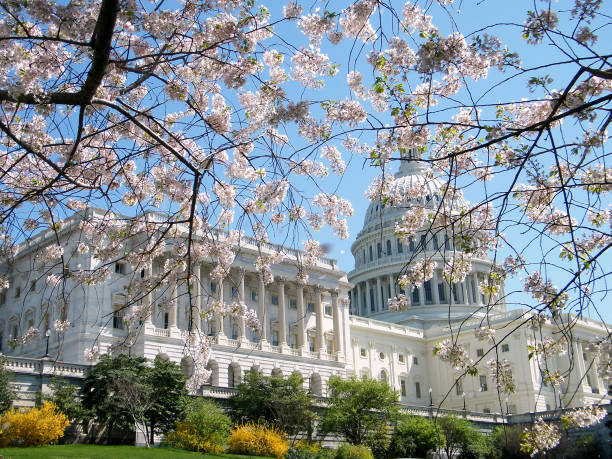 istock Washington Cherry Blossoms near Capitol Building 2010 820787654