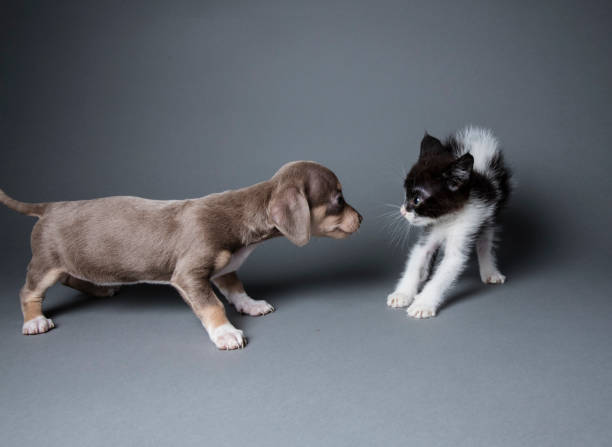 Cute puppy, \