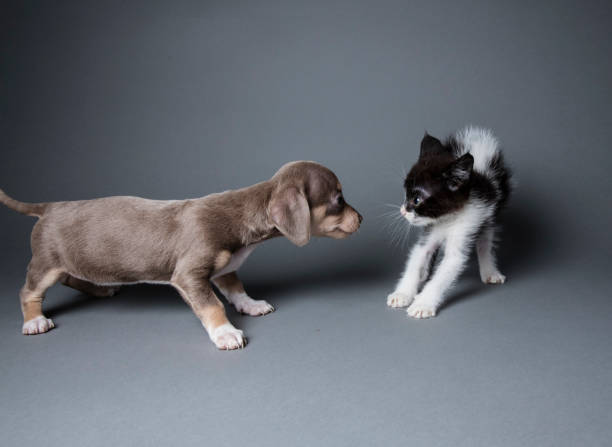 adorable puppy scaring a kitten - the amanda collection - side view dog dachshund animal imagens e fotografias de stock