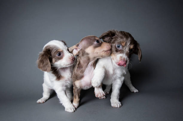 Three Dachshund-Terrier Puppies Playing - The Amanda Collection Portrait of 3 Dachshund-Terrier mixes, "Bambi," Bette," and "Bebe" playing on a dark background.  By using this photo, you are supporting the Amanda Foundation, a nonprofit organization that is dedicated to helping homeless animals find permanent loving homes. three animals stock pictures, royalty-free photos & images