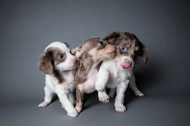 Photo of Three Dachshund-Terrier Puppies Playing - The Amanda Collection