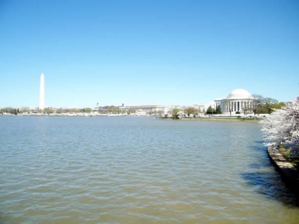 Washington Cherry Blossoms on the shore of Tidal Basin 2010
