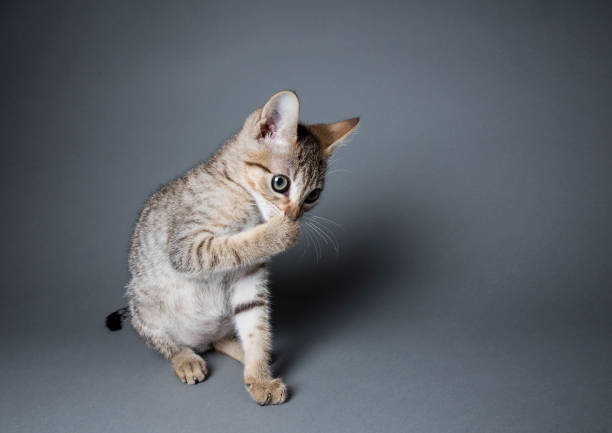 istock Tabby Kitten Licking His Paws - The Amanda Collection 820788020