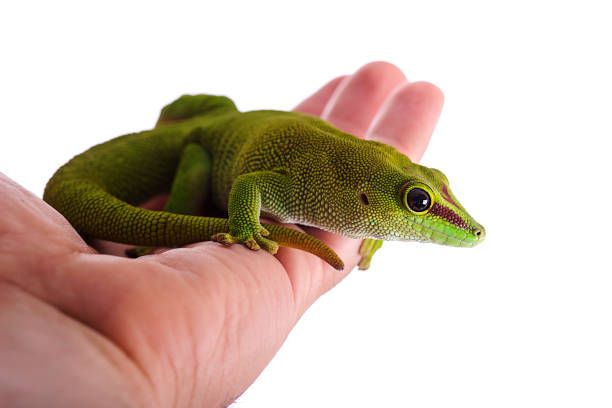 istock Madagascar Day Gecko in hand White isolated background 820788566