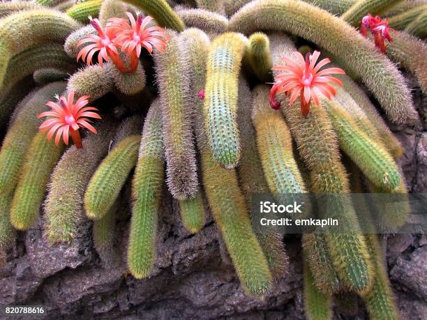 Washington Cleistocactus Winteri 2011 Stock Photo - Download Image Now - Cactus, Canada, Flower