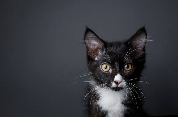 Adorable Kitten - The Amanda Collection Portrait of "Yin," a black and white medium-haired kitten looking at the camera on a dark background.   By using this photo, you are supporting the Amanda Foundation, a nonprofit organization that is dedicated to helping homeless animals find permanent loving homes. animal whisker photos stock pictures, royalty-free photos & images