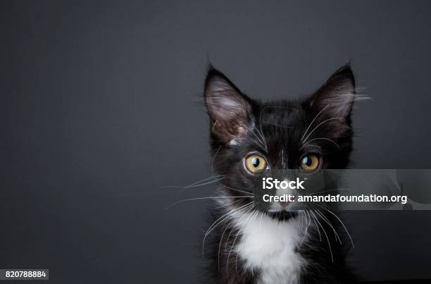 Adorable Kitten The Amanda Collection Stock Photo - Download Image Now - Domestic Cat, Kitten, Portrait