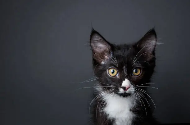 Portrait of "Yin," a black and white medium-haired kitten looking at the camera on a dark background.   By using this photo, you are supporting the Amanda Foundation, a nonprofit organization that is dedicated to helping homeless animals find permanent loving homes.