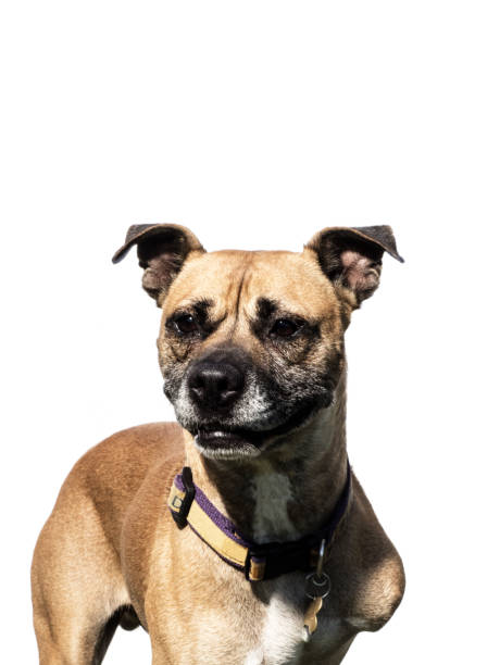 istock A happy male three-legged Boxer mix - The Amanda Collection 820789776