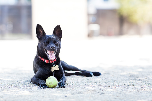 Malinois police dog and handler.