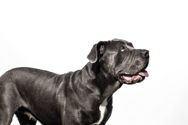 Black Neapolitan Mastiff Mix - The Amanda Collection Side-view portrait of "Marie," a female black Neapolitan Mastiff mix looking obediently to the right on white background. By using this photo, you are supporting the Amanda Foundation, a nonprofit organization that is dedicated to helping homeless animals find permanent loving homes. huge black dog stock pictures, royalty-free photos & images