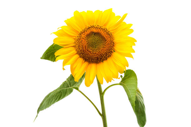 istock Flower of sunflower isolated 820790778